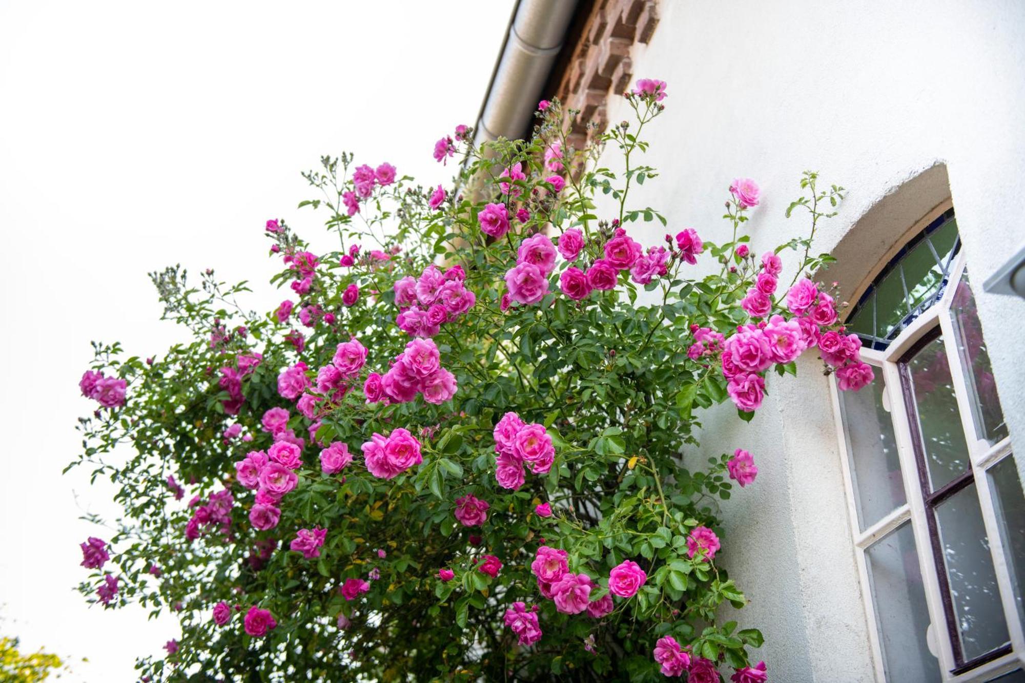 B&B Reveille Kleve  Exterior photo